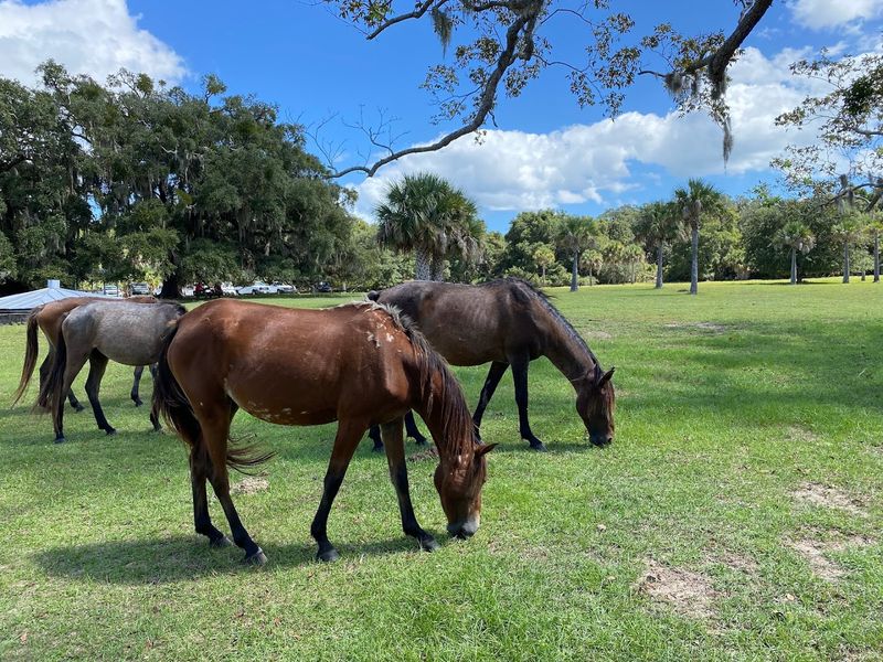 The Wild Horses That Roam Freely