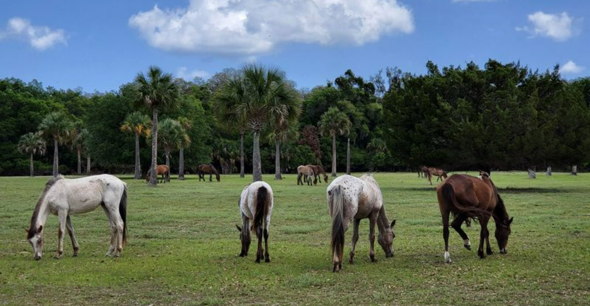 This Quiet Georgia Island Has Wild Horses And Miles Of Untouched Coastline - Decor Hint