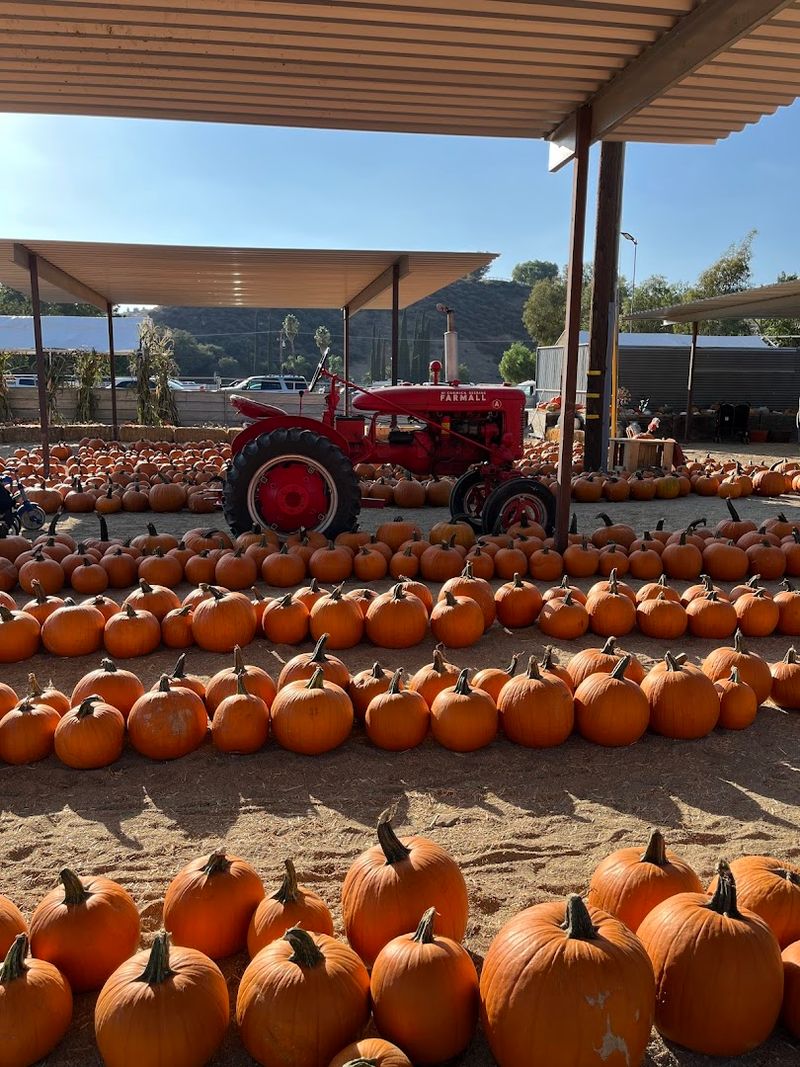 This Spring Camp Makes This California Farm The Ultimate Seasonal Destination In 2026 - Decor Hint The Agricultural Vision