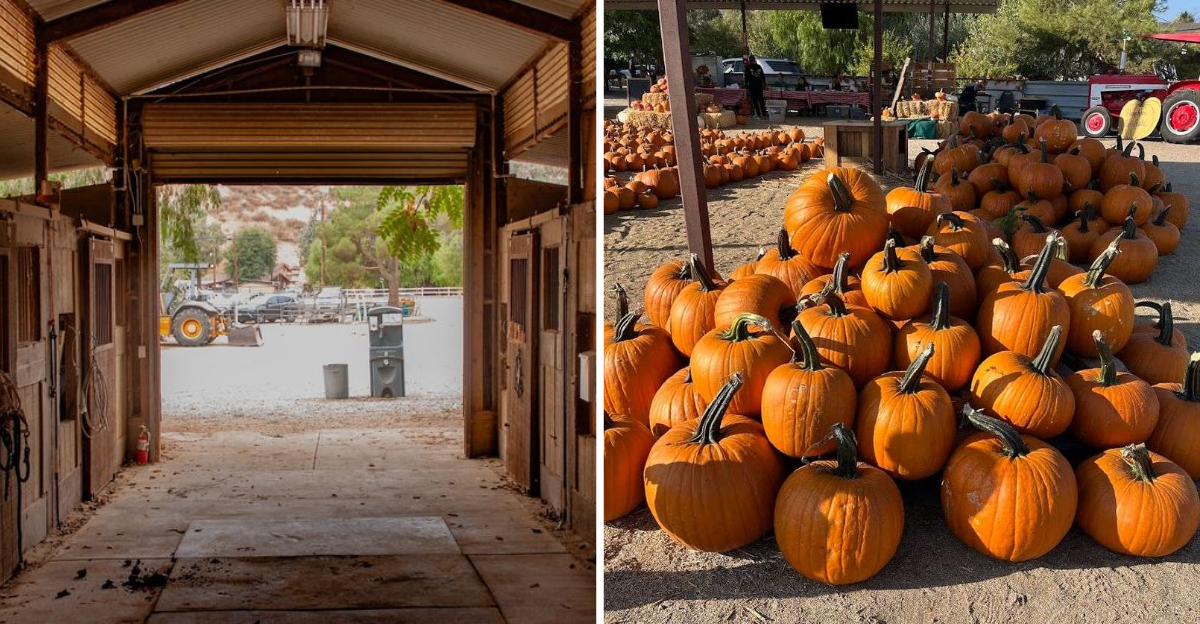This Spring Camp Makes This California Farm The Ultimate Seasonal Destination In 2026 - Decor Hint