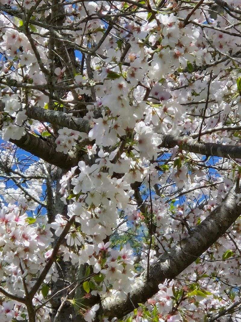 This Spring Cherry Blossom Festival In Macon, Georgia Is So Surreal, You'll Think You're In A Dream - Decor Hint The Sea of Pink Blossoms Covering Macon's Streets