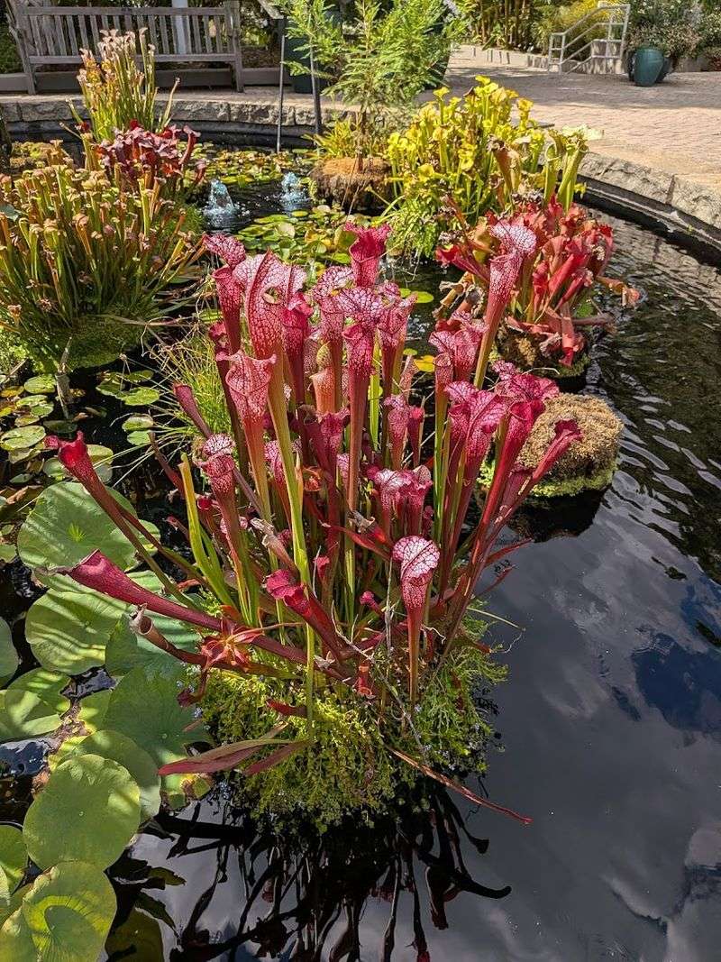 Diverse Wildflower Meadows