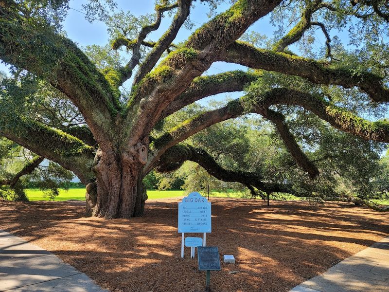 This Thomasville Attraction In Georgia Has A Limb Span Wider Than A Football Field - Decor Hint Age and Size of the Big Oak