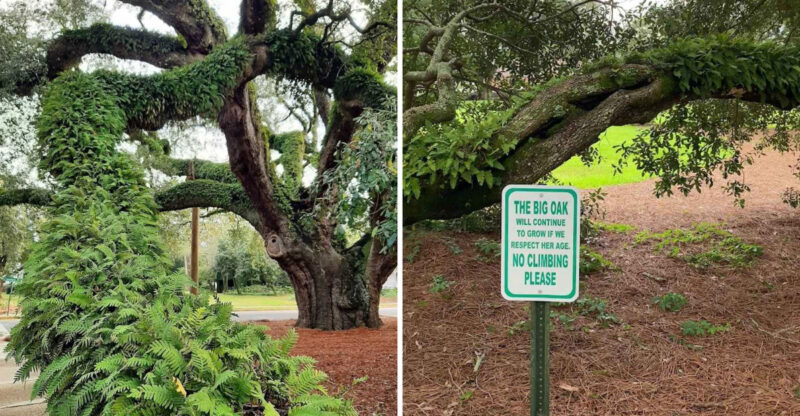 This Thomasville Attraction In Georgia Has A Limb Span Wider Than A Football Field