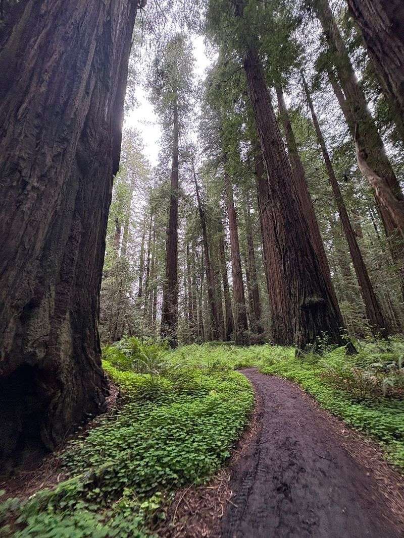 A 2.4-Mile Loop Through Ancient Redwoods