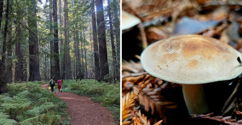 This Tolkien-Like Trail In California Will Make You Feel Like You’re In Middle-Earth This March