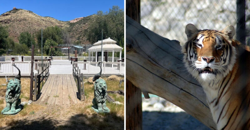 This Unassuming California Preserve Is Secretly Home To Some Of The World’s Most Exotic Big Cats