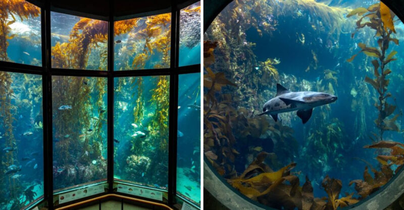 This Underwater California Exhibit Still Feels Like Walking Through A Living Ocean Forest In 2026