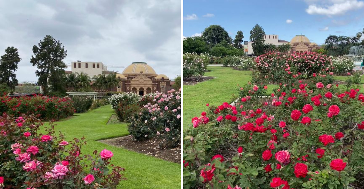 Thousands Of Roses Bloom Each Spring At This Los Angeles California Garden - Decor Hint