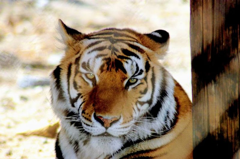 Species And Resident Profiles