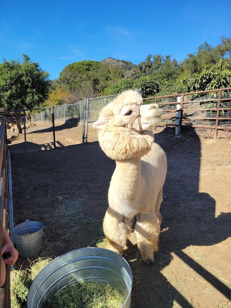 This California Farm Lets You Meet Adorable Alpacas And It's One Of The Most Fun Outdoor Experiences In The State - Decor Hint Alpacas Are The Stars Of Every Tour