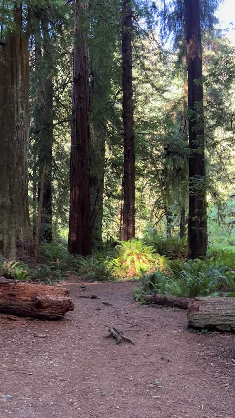 Trail Etiquette: Rules That Help Protect The Forest