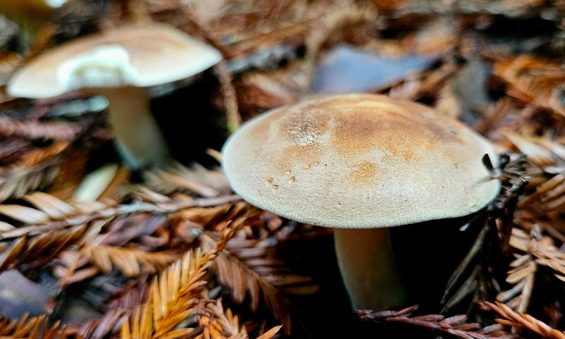 Learning While Walking Through Living History