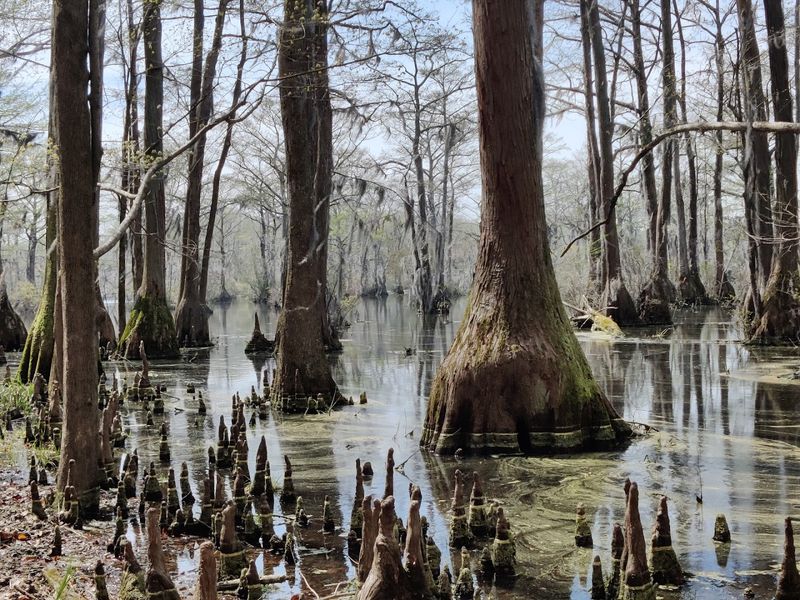 Merchants Millpond State Park, Gates County