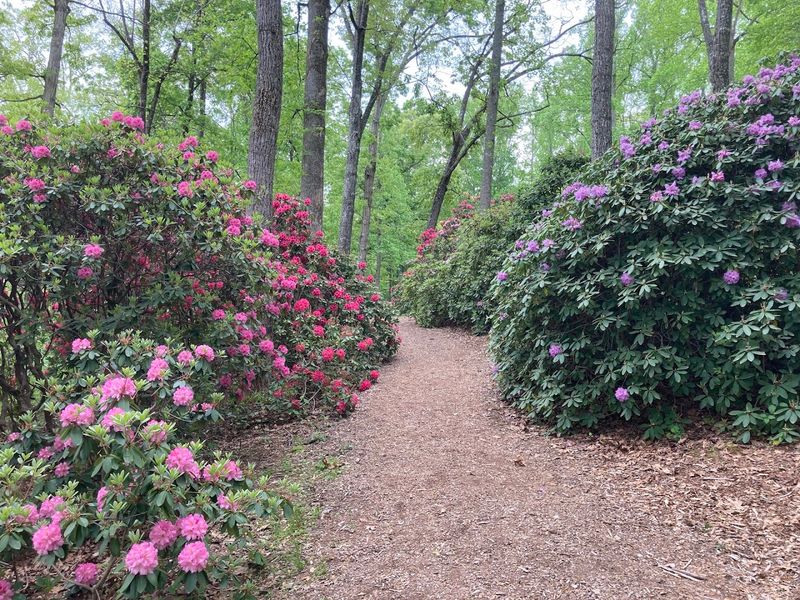 Largest Rhododendron Collection in the Southeast