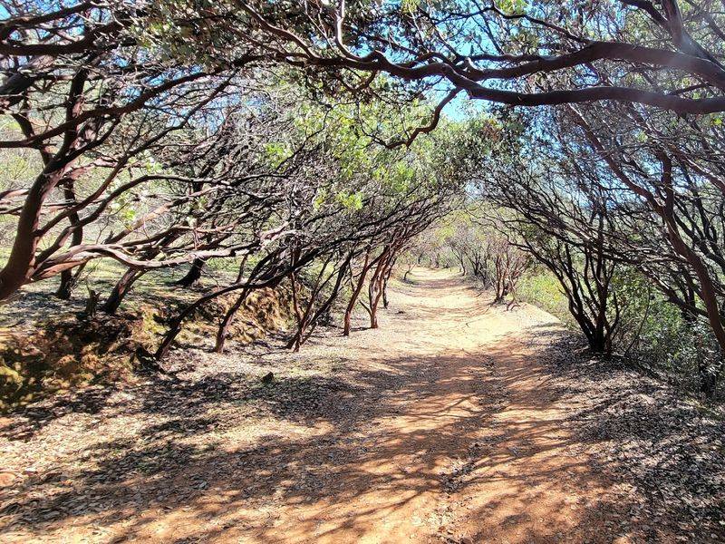 Dragoon Gulch Trails For Scenic Hiking