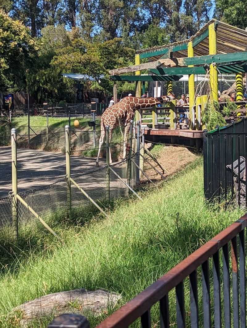 The Giraffe Encounter Is The Star Attraction Right Now