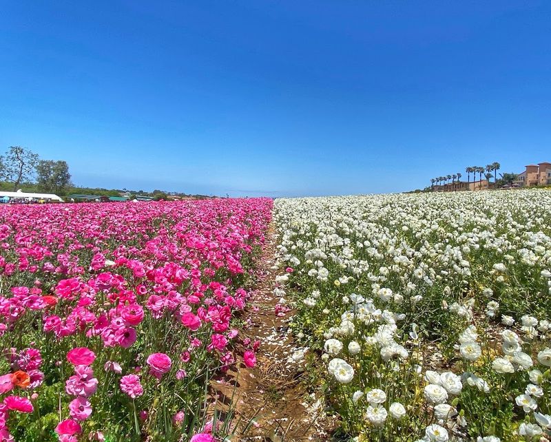 The Flower Fields At Carlsbad Ranch