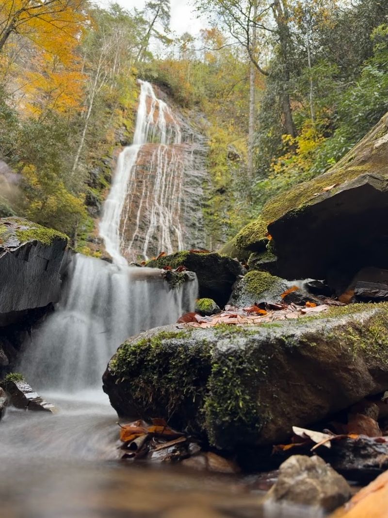 Wildlife And Nature Along The Catawba Falls Trail