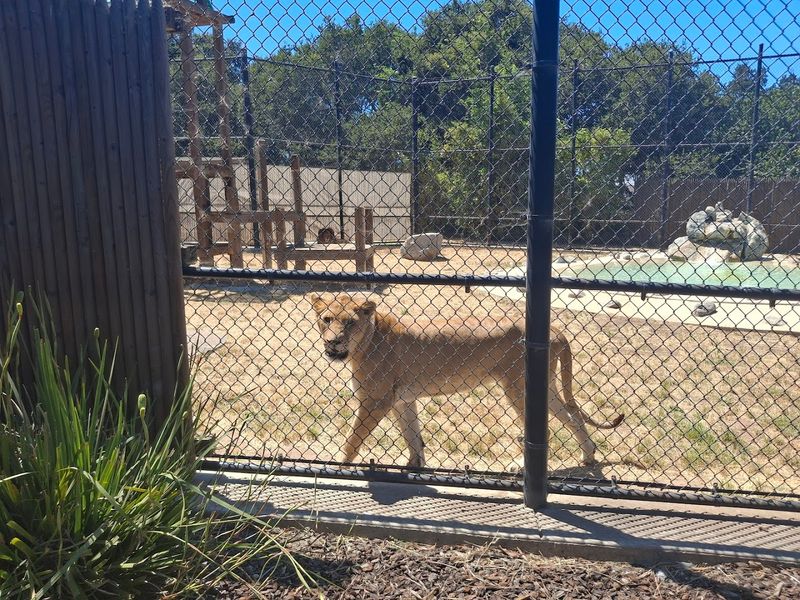 Spring At This Private California Wildlife Sanctuary Means Waking Up With Lions, Rhinos, And Zebras - Decor Hint Lions Roaring At Night Is Part Of The Overnight Experience