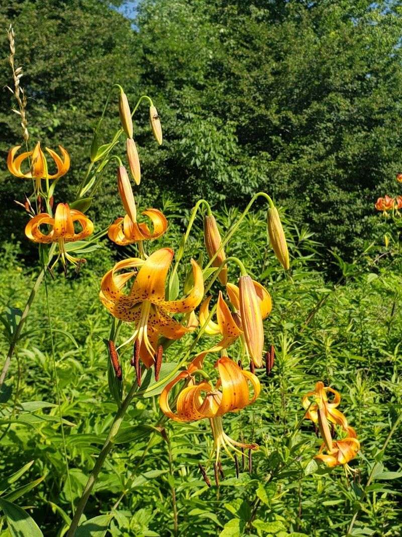 Wildlife And Wildflowers Add Extra Personality