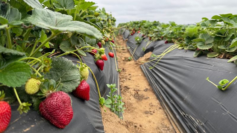 U-Pick Strawberry Field At The Carlsbad Strawberry Company