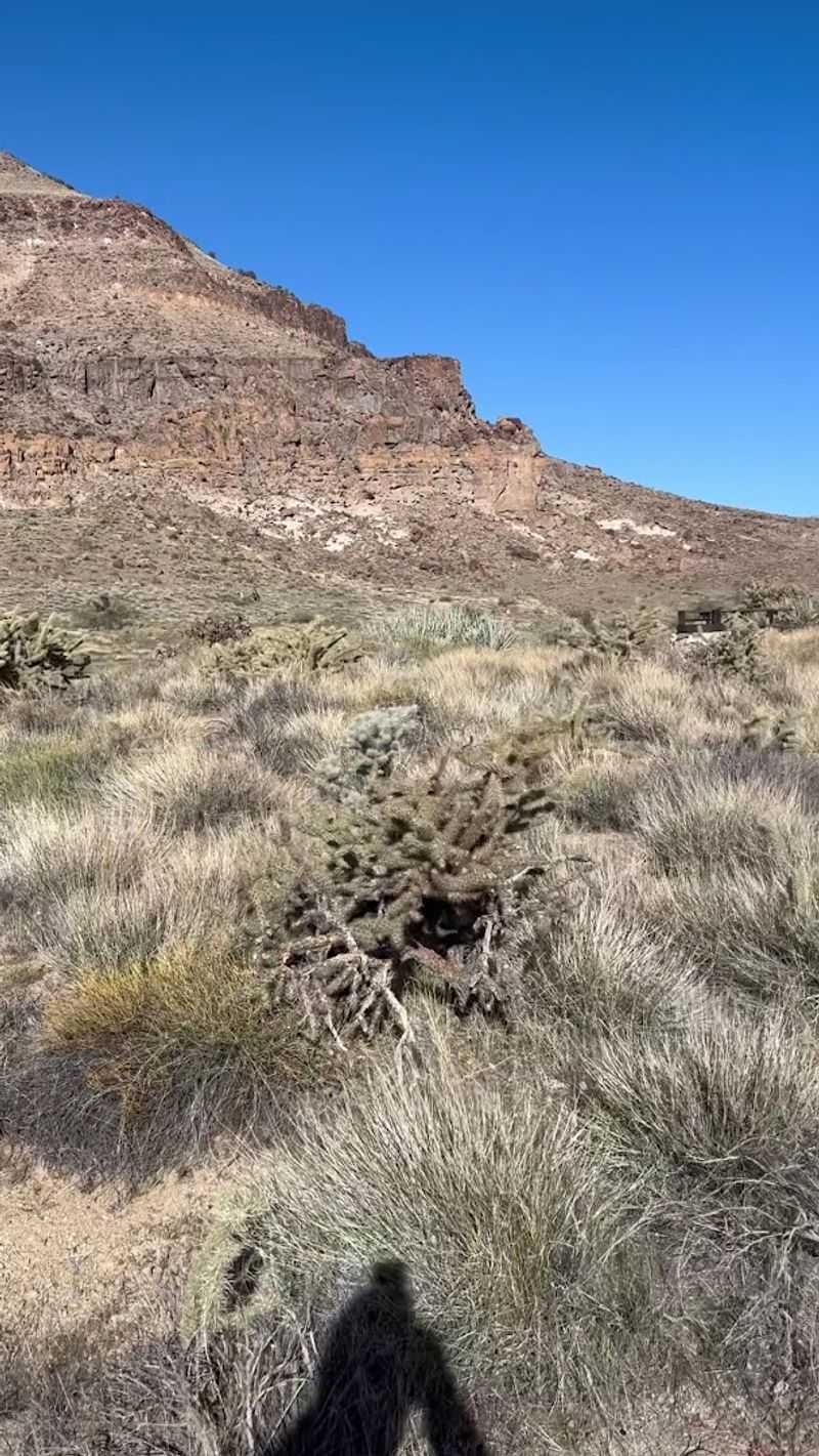 Desert Flora Along The Trail