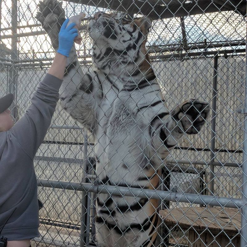 Spring At This Private California Wildlife Sanctuary Means Waking Up With Lions, Rhinos, And Zebras - Decor Hint VIP Tours Offer Up-Close Big Cat Encounters