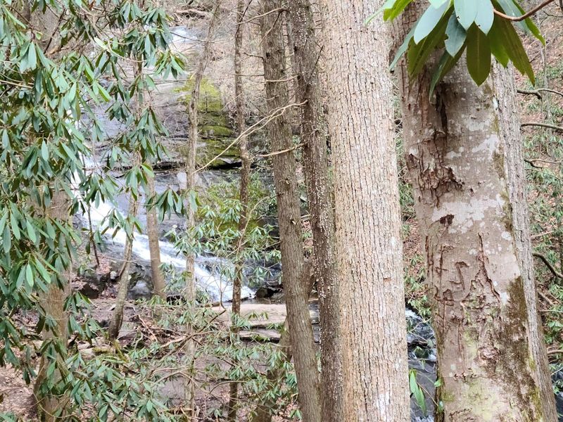 Lush Forest Full of Mountain Laurel and Rhododendron