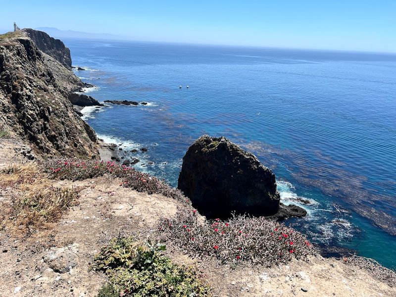 California's Remote Island That Feels Like Another World - Decor Hint The Island Supports 265 Plant Species Including Two Found Nowhere Else