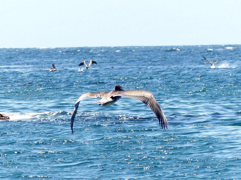 California's Remote Island That Feels Like Another World - Decor Hint West Anacapa Hosts The Largest Brown Pelican Breeding Colony In The US