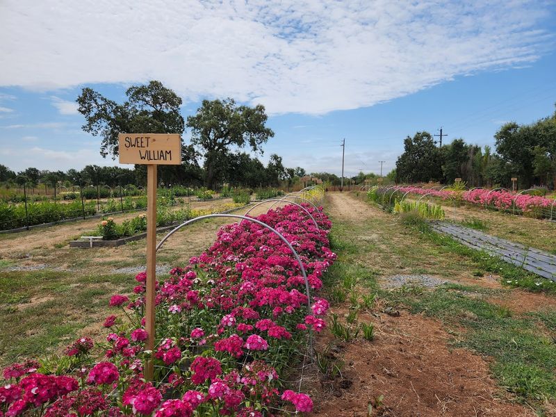 This California Flower Farm Turns April Into A Living Spring Canvas - Decor Hint How The U-Cut Experience Works