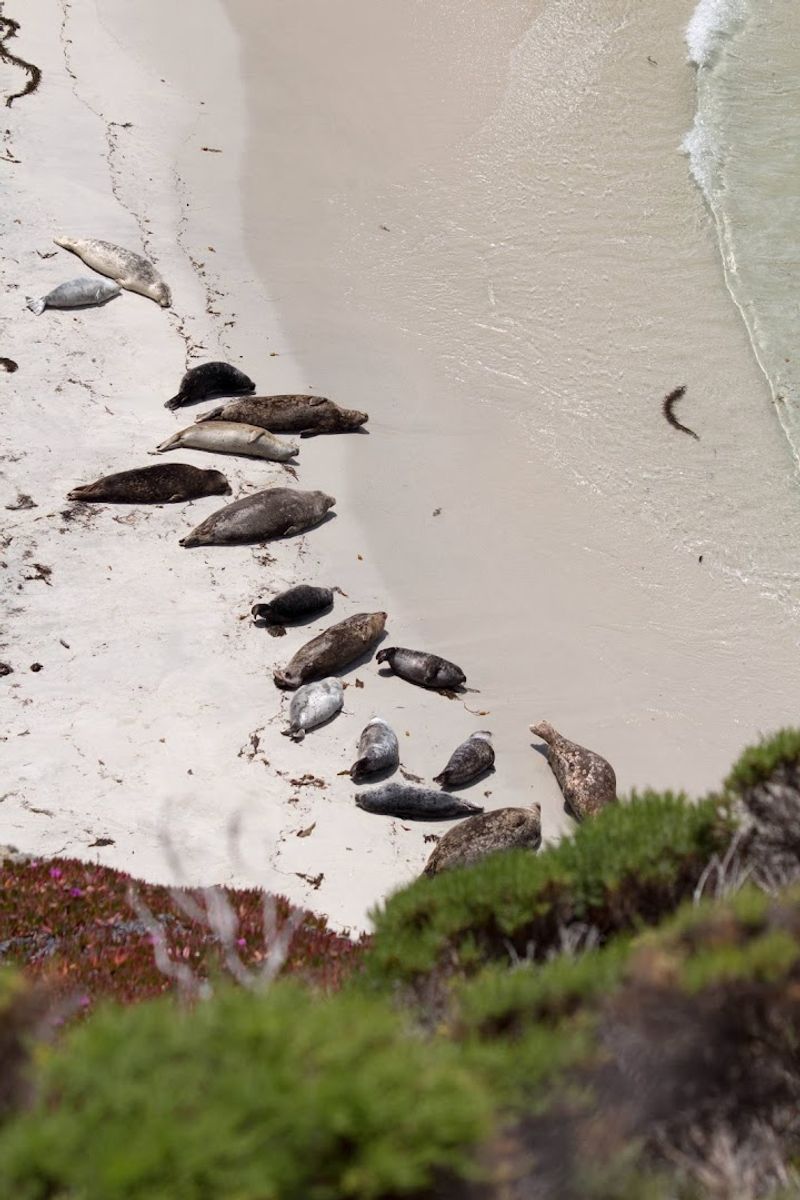 Harbor Seals And The Marine Life Near The Shore