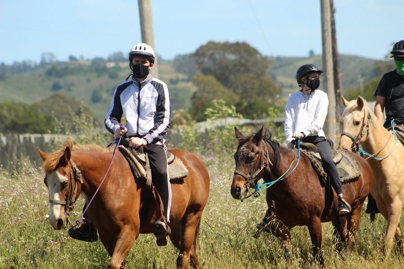Gentle Horses Perfect For First-Time Riders