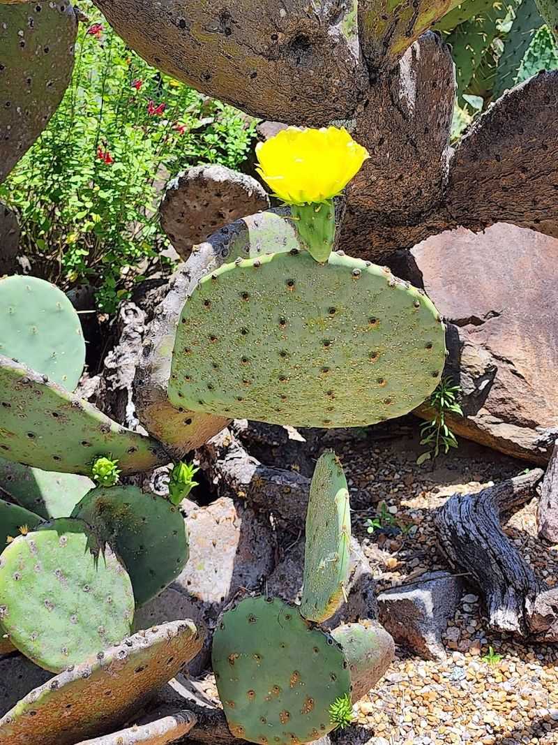 Planning Your Visit To So You Get The Most Out Of The Dome