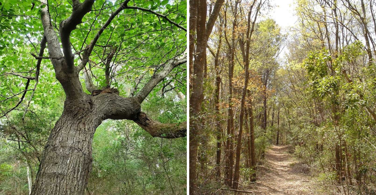 Why Is This Forest In Buxton North Carolina One Of The Best Getaway Spots 2 - Decor Hint