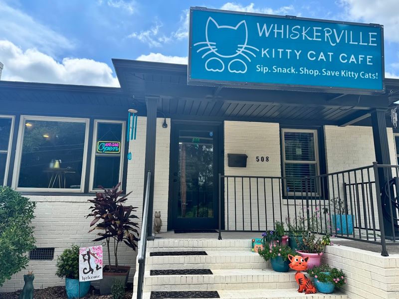 Why Is This North Carolina Café A Cat Lover's Dream - Decor Hint How Whiskerville Came to Life
