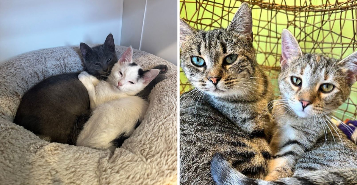 Why Is This North Carolina Cafe A Cat Lovers Dream - Decor Hint