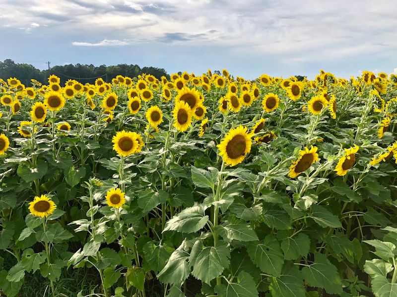 Its Location Today: Iron Horse Plant Sciences Farm