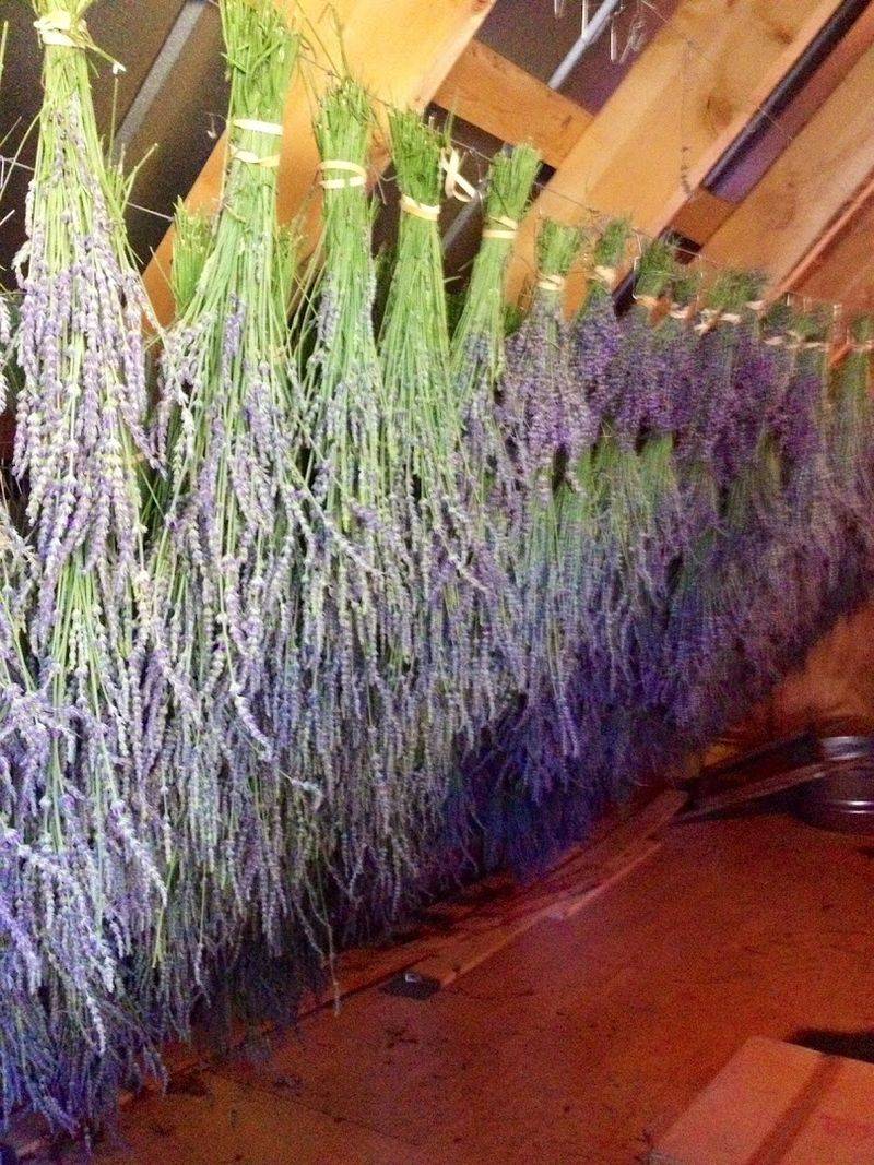 Lavender Beyond Bloom Time