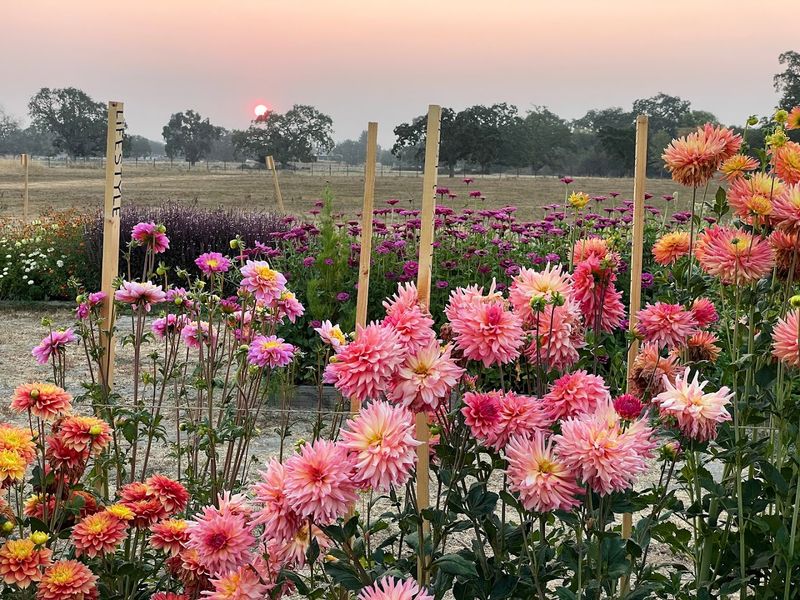This California Flower Farm Turns April Into A Living Spring Canvas - Decor Hint Seasonal Changes