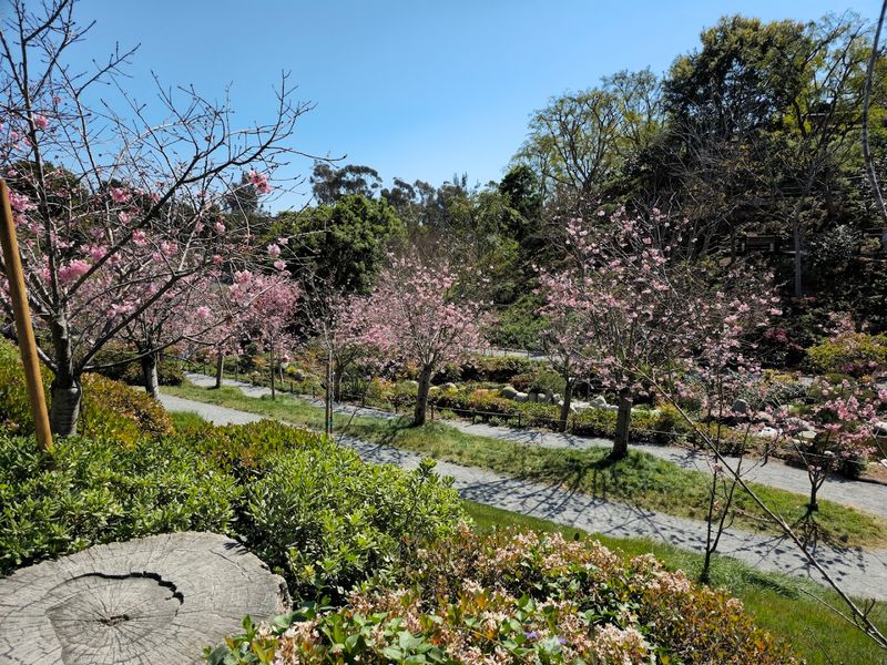 Nearly 200 Cherry Trees Set To Reach Peak Bloom