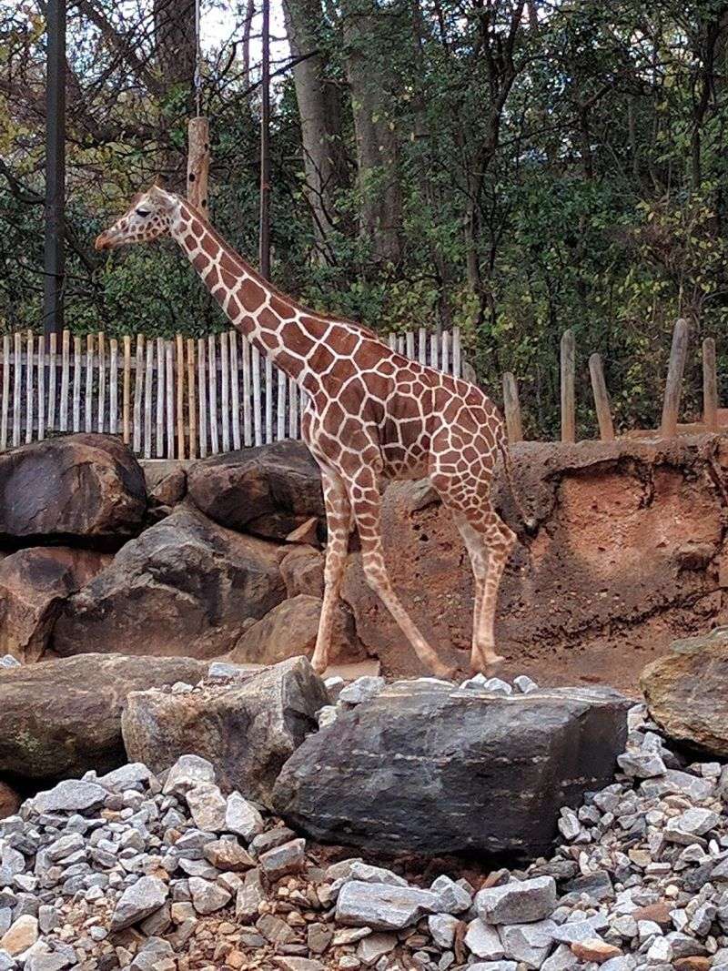 This Atlanta Georgia Gem Began With Circus Animals In 1889 And Is Now A Leading Research Zoo - Decor Hint Keeper Talks and Animal Demonstrations