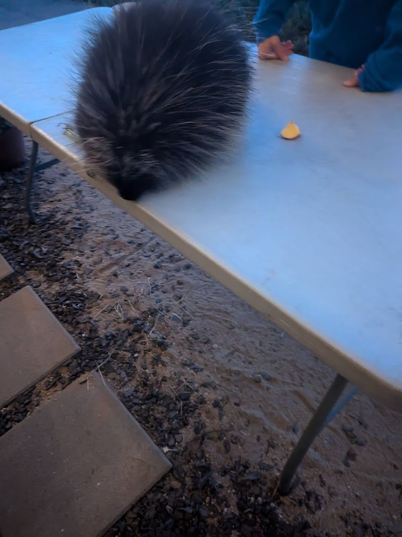 Seasonal Events Add A Festive Layer To The Sanctuary Experience