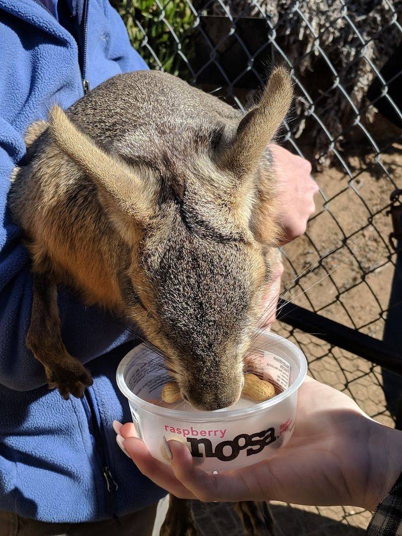 Every Animal At Wild Wonders Has A Rescue Story