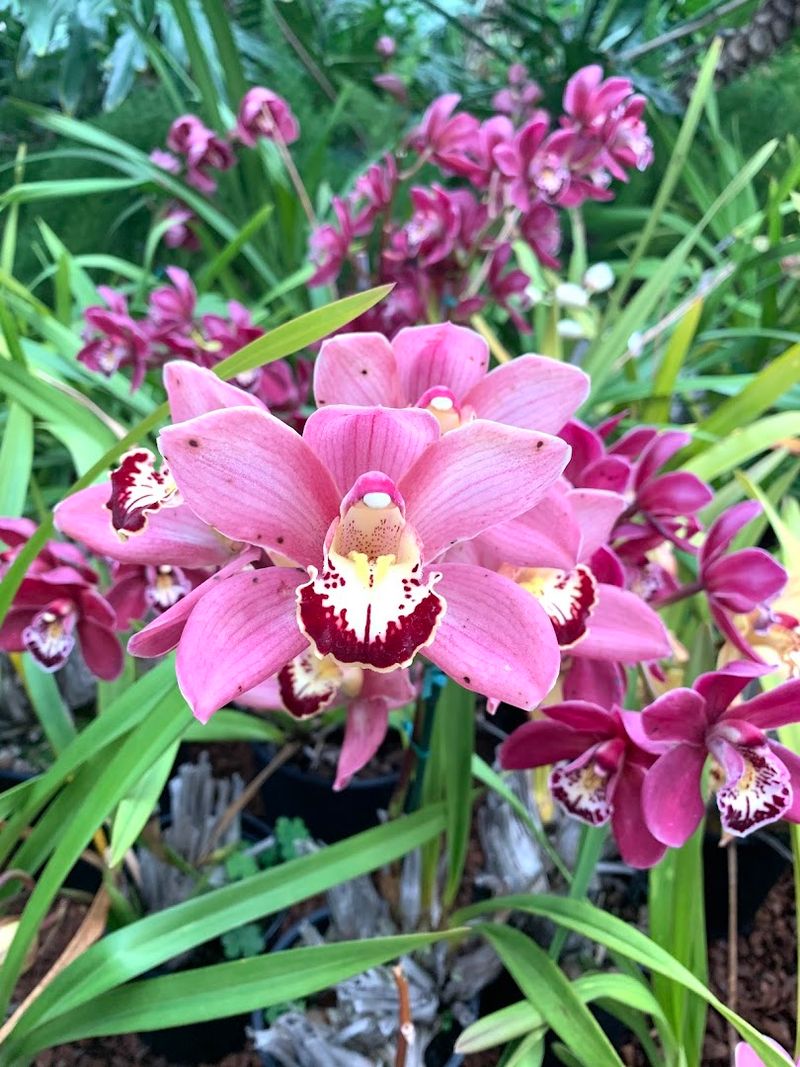 Orchids In The Park (Balboa Park)