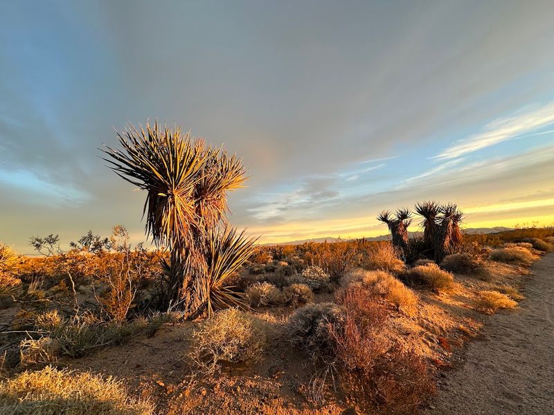 Family-Friendly Features And Kid Considerations