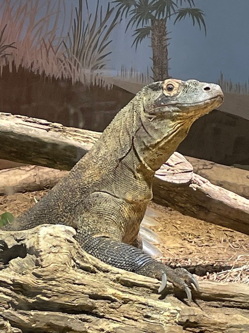 This Atlanta Georgia Gem Began With Circus Animals In 1889 And Is Now A Leading Research Zoo - Decor Hint Global Conservation Efforts