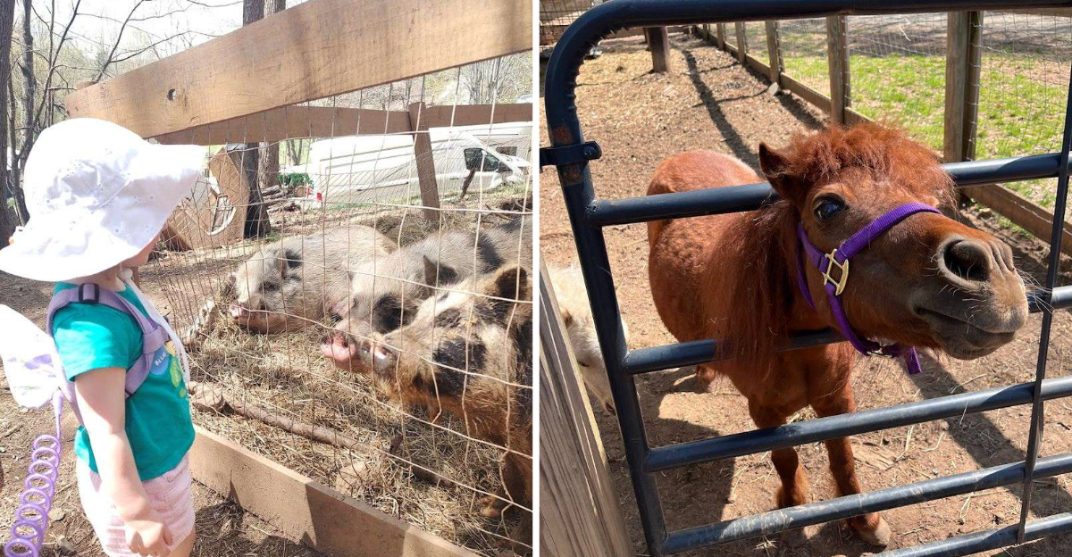 You Can Cuddle With Over 100 Animals At This Hidden Petting Zoo Farm In Morganton Georgia - Decor Hint