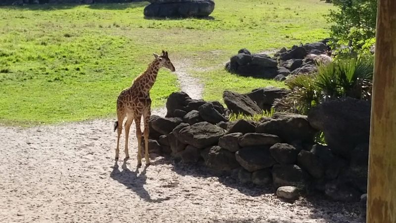 A Zoo Visit That Feels Nothing Like A Zoo